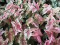 Halderman Caladium / Caladium bicolor 